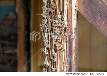 Termite damaged building indoor Termite damaged building indoor 68826571
