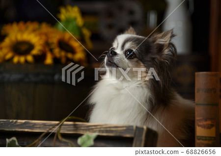 Chihuahua posing on antique background Chihuahua posing on antique background 68826656