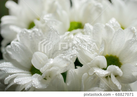 Wet chrysanthemum macro photo Wet chrysanthemum macro photo 68827071