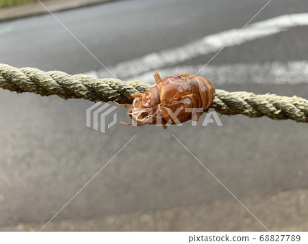 蟬殼/蟬殼粘在繩子上 68827789