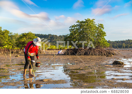 Woman clams harvested on Phangan 68828030