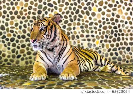 Tiger in zoo in Pattaya 68828054