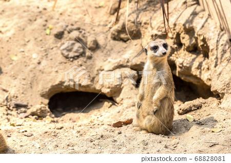 Cute close up surikat 68828081