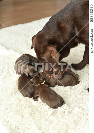 新生拉布拉多獵犬寶寶 新生拉布拉多獵犬寶寶 68828259