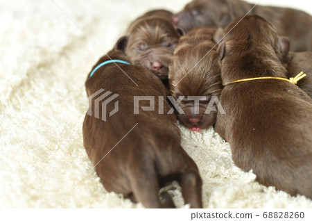 新生拉布拉多獵犬寶寶 新生拉布拉多獵犬寶寶 68828260