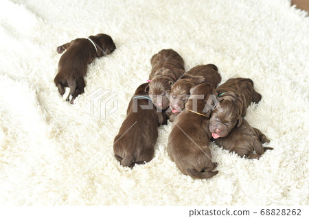 新生拉布拉多獵犬寶寶 新生拉布拉多獵犬寶寶 68828262