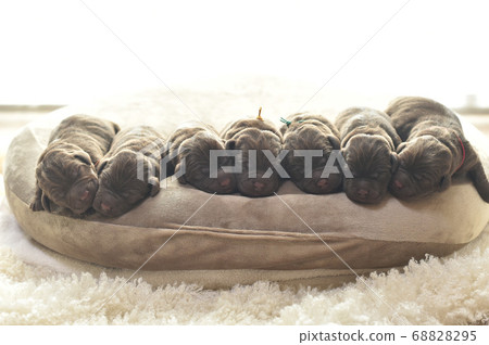 Newborn Labrador Retriever Baby Newborn Labrador Retriever Baby 68828295