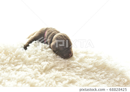 新生拉布拉多獵犬寶寶 新生拉布拉多獵犬寶寶 68828425