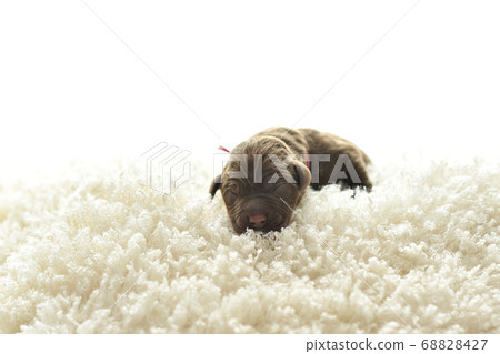 新生拉布拉多獵犬寶寶 新生拉布拉多獵犬寶寶 68828427