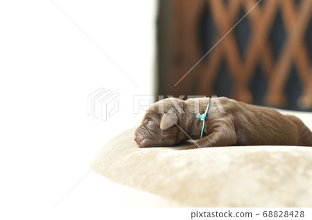 新生拉布拉多獵犬寶寶 新生拉布拉多獵犬寶寶 68828428