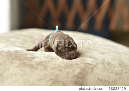 新生拉布拉多獵犬寶寶 新生拉布拉多獵犬寶寶 68828429