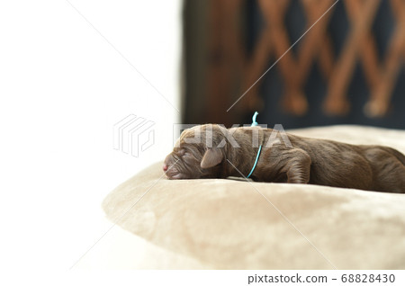 新生拉布拉多獵犬寶寶 新生拉布拉多獵犬寶寶 68828430