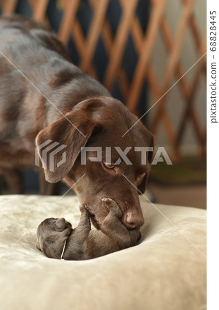 Newborn Labrador Retriever Baby Newborn Labrador Retriever Baby 68828445
