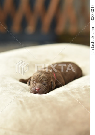 新生拉布拉多獵犬寶寶 新生拉布拉多獵犬寶寶 68828815