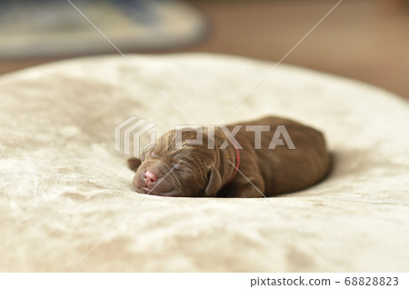 新生拉布拉多獵犬寶寶 新生拉布拉多獵犬寶寶 68828823
