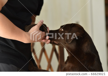 Newborn Labrador Retriever Baby 68829021