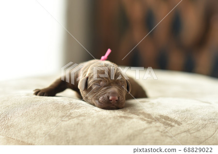 Newborn Labrador Retriever Baby 68829022