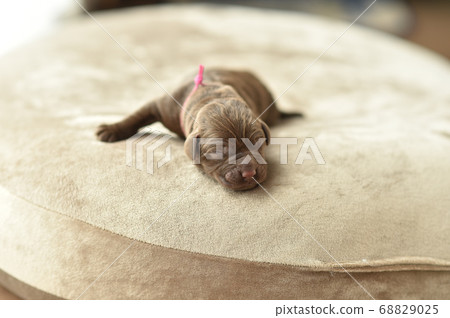 Newborn Labrador Retriever Baby 68829025