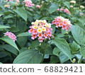 Small beautiful flowers 68829421