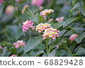 Lantana 68829428