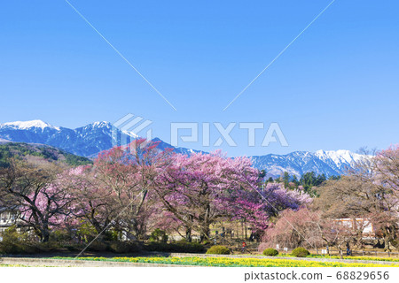 Scenery of Yamataka Jindai Sakura and the Southern Alps (Jinji Temple, Hokuto City, Yamanashi Prefecture) Spring 2020 68829656