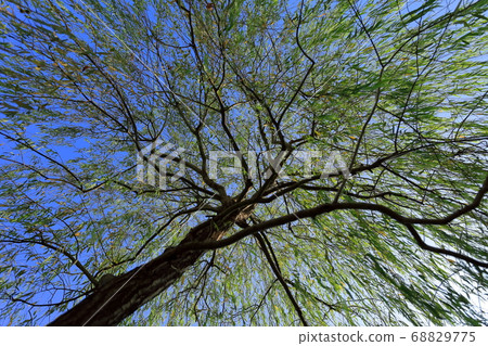 Willow tree Willow tree 68829775