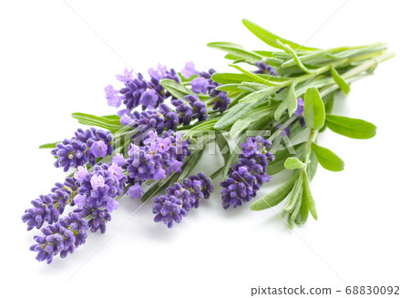 Lavender flowers on a white 68830092