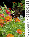 Butterflies smoking flower honey 68830112