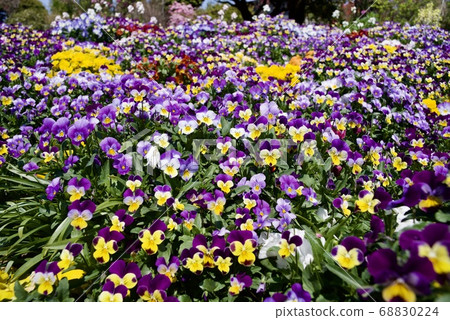 紫羅蘭色的春天 68830224