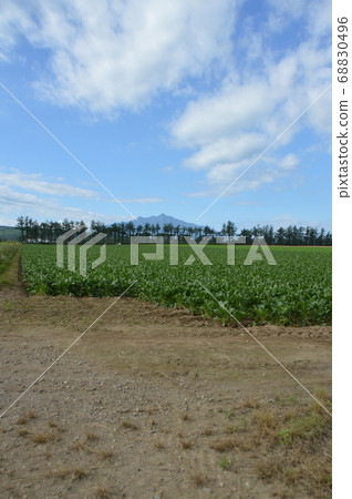 "Shari-dake" across the field (Shari-cho, Hokkaido) 68830496