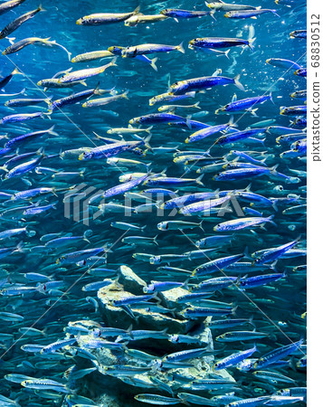 Sardine Swarm Sardine Swarm 68830512