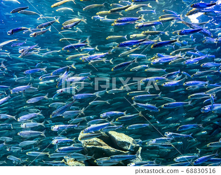 Sardine Swarm Sardine Swarm 68830516