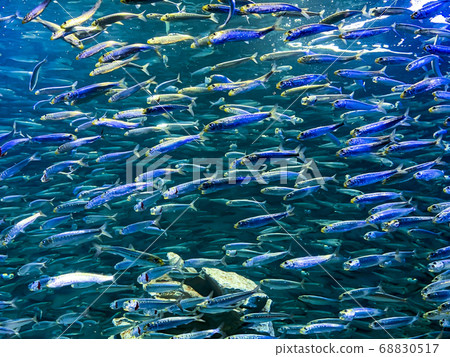 Sardine Swarm 68830517
