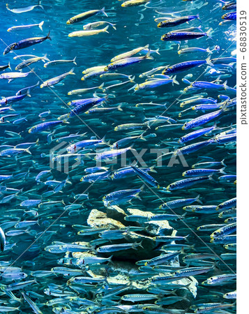 Sardine Swarm 68830519