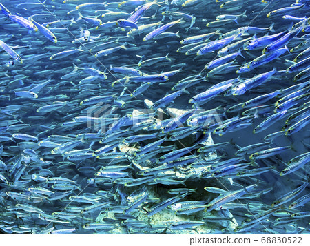 Sardine Swarm Sardine Swarm 68830522