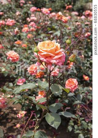 玫瑰詹妮娜 68830555