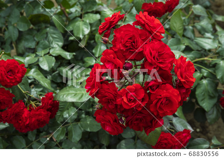 玫瑰歐洲皮亞納 68830556