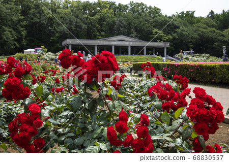 Rose Euro Piana 68830557