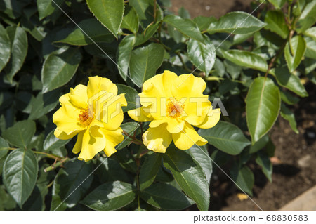 玫瑰小蒼蘭 玫瑰小蒼蘭 68830583