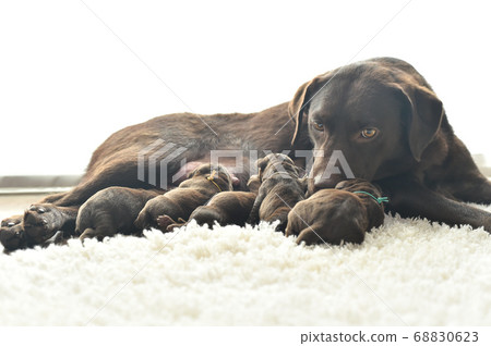Parent and child of a Labrador retriever breastfeeding Parent and child of a Labrador retriever breastfeeding 68830623