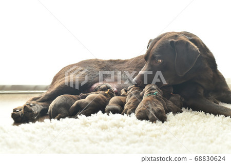 Parent and child of a Labrador retriever breastfeeding Parent and child of a Labrador retriever breastfeeding 68830624