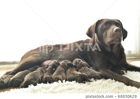 Parent and child of a Labrador retriever breastfeeding Parent and child of a Labrador retriever breastfeeding 68830629