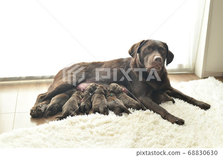 Parent and child of a Labrador retriever breastfeeding Parent and child of a Labrador retriever breastfeeding 68830630