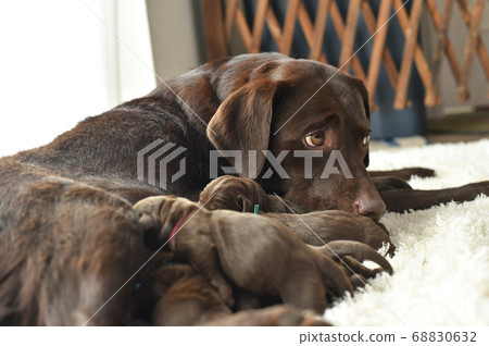 拉布拉多犬母乳喂養的父母和孩子 68830632