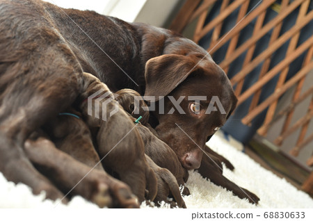 Parent and child of a Labrador retriever breastfeeding Parent and child of a Labrador retriever breastfeeding 68830633