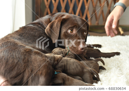 Parent and child of a Labrador retriever breastfeeding Parent and child of a Labrador retriever breastfeeding 68830634