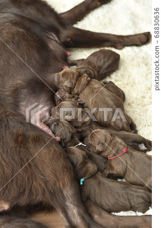 Parent and child of a Labrador retriever breastfeeding Parent and child of a Labrador retriever breastfeeding 68830636