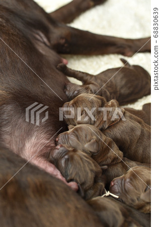 Parent and child of a Labrador retriever breastfeeding Parent and child of a Labrador retriever breastfeeding 68830639