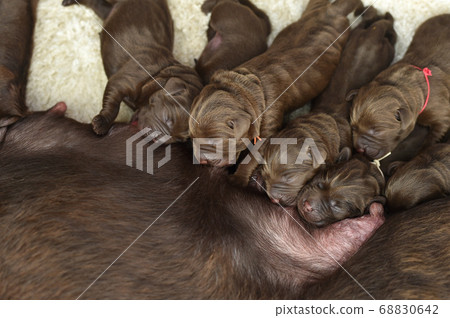 Parent and child of a Labrador retriever breastfeeding Parent and child of a Labrador retriever breastfeeding 68830642