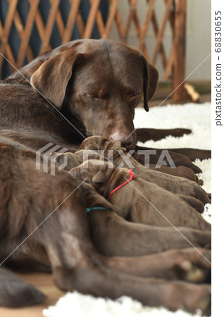 Parent and child of a Labrador retriever breastfeeding 68830655